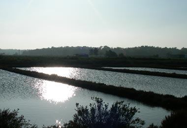 Huîtres Marennes Oléron Viaud